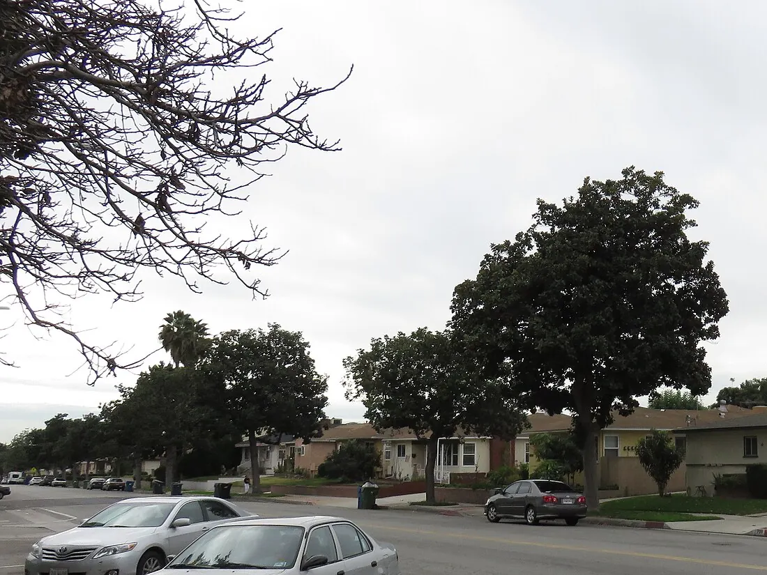 A tree-lined residential street in Alhambra with single-story homes and parked cars